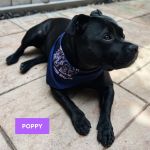 Dog Bandana
