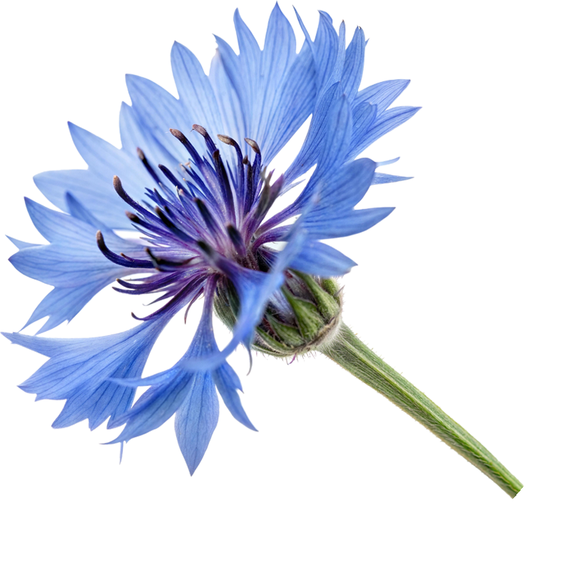 Cornflower