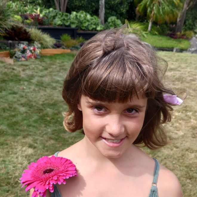 Photo of Alma maia  L