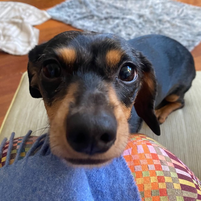 Harriet Murphy-Hoyle