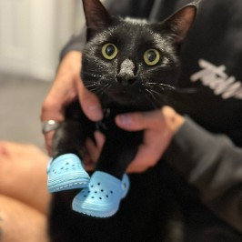 The Binx Bandits profile pic