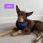 Dog Bandana